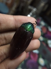 Sternocera chrysis
