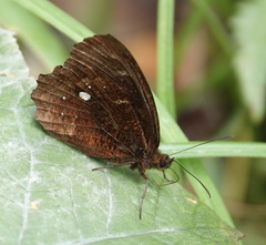 Pedaliodes phrasicla