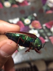 Sternocera chrysis