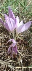 Colchicum lusitanum