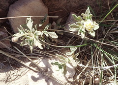 Chamaesaracha sordida