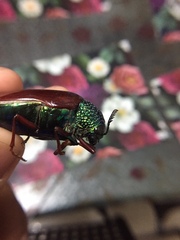Sternocera chrysis