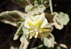 Chamaesaracha sordida