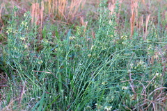 Lotus discolor