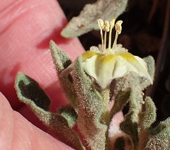 Chamaesaracha sordida