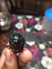Sternocera chrysis