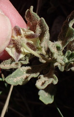 Chamaesaracha sordida