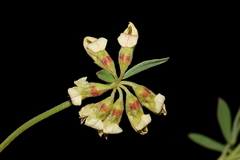 Lotus discolor