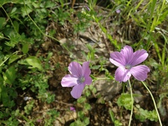 Linum viscosum