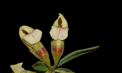 Lotus discolor