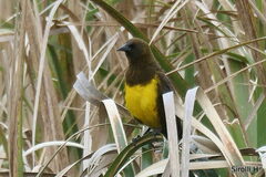 Pseudoleistes virescens