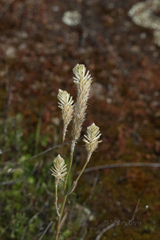 Ptilotus polystachyus