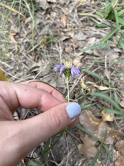 Eurybia hemispherica