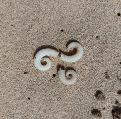 Spirula spirula