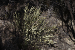 Psammomoya choretroides