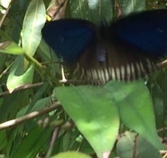 Euploea doubledayi doubledayi