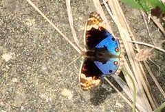 Junonia orithya wallacei
