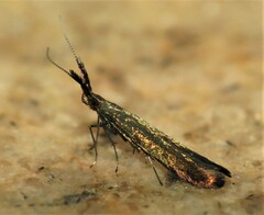 Coleophora mayrella
