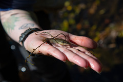 Rhinichthys cataractae