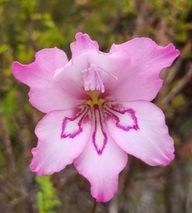 Gladiolus ornatus