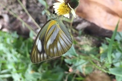 Appias libythea olferna