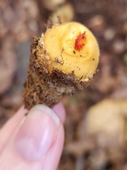 Calostoma lutescens