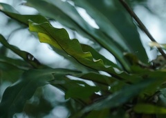 Asplenium australasicum