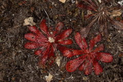 Drosera bulbosa