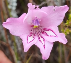 Gladiolus ornatus