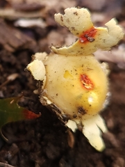 Calostoma lutescens