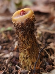 Calostoma lutescens