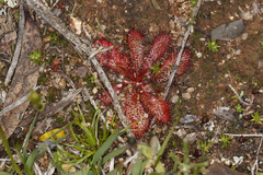 Drosera bulbosa
