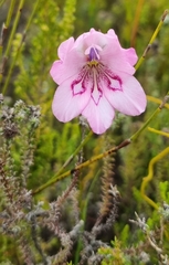 Gladiolus ornatus