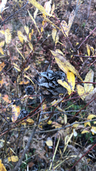 Rabdophaga strobiloides