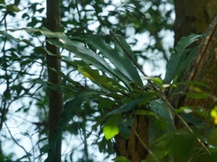 Asplenium australasicum