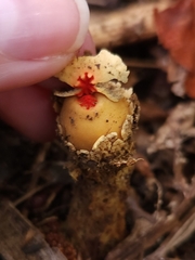 Calostoma lutescens