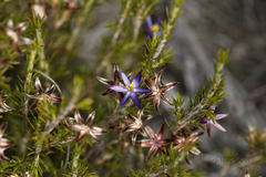Calectasia valida