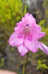 Gladiolus ornatus