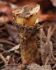 Calostoma lutescens