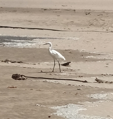 Egretta garzetta garzetta