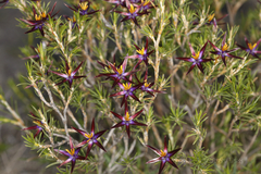 Calectasia valida
