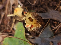 Calostoma lutescens