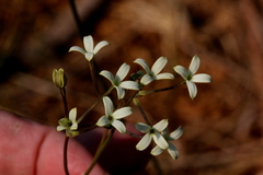 Kohautia amatymbica