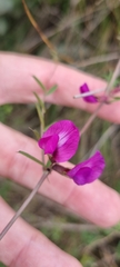 Vicia sativa