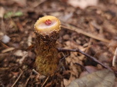 Calostoma lutescens