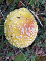 Amanita