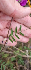Vicia sativa
