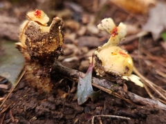 Calostoma lutescens