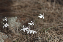 Caladenia saccharata
