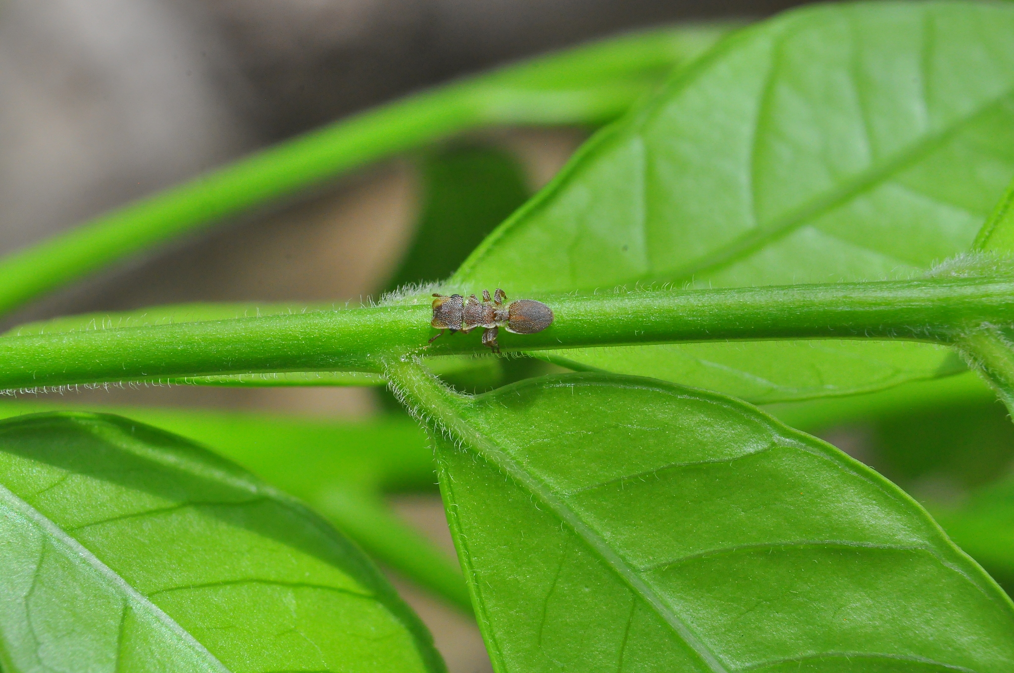 Cephalotes persimilis